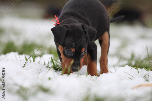 Photo: Zwergpinscher Zwergpinscher