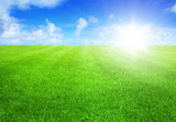 green grass and blue sky