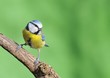 Blue tit.