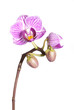 orchid