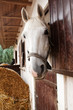 White horse in the stable