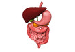 human digestive system