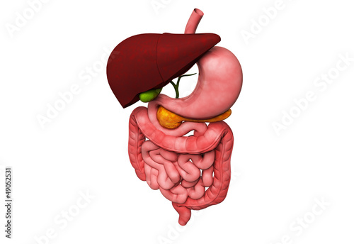 Illustration: human digestive system human digestive system