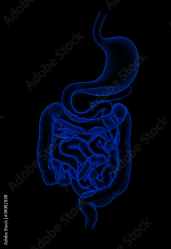 Illustration: human digestive system human digestive system