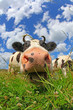 Happy swiss cow on green grass © soulline