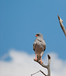 Pale Chanting Goshawk