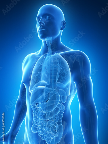 Illustration: 3d rendered illustration of the male anatomy 3d rendered illustration of the male anatomy