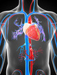 3d rendered illustration of the human vascular system