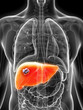3d rendered illustration of the male liver