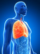 3d rendered illustration of the male lung