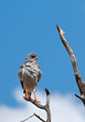 Pale Chanting Goshawk