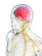 3d rendered illustration of the head - headache