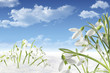 frühling