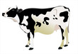 cow isolated on a white background