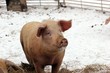 Weideschwein im Schnee
