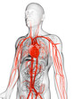 3d rendered illustration of the human vascular system