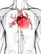 3d rendered illustration of the human vascular system