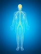 3d rendered illustration of the male nerve system