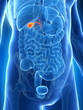 3d rendered illustration of the male gallbladder