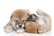 Japanese Shiba Inu puppies