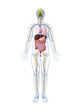 3d rendered illustration of the male anatomy