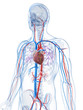 3d rendered illustration of the human vascular system