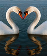 Swans heart