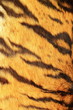 detail of tiger stripes
