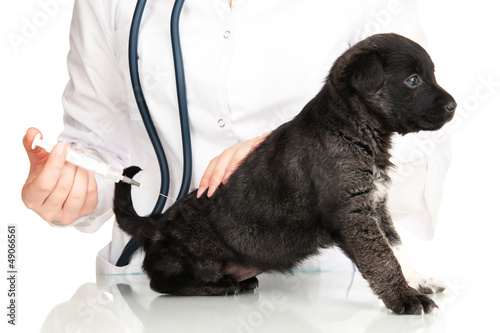Photo: Veterinary surgeon is giving vaccine to puppy Veterinary surgeon is giving vaccine to puppy