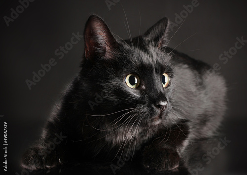 Photo: Black cat on black background Black cat on black background