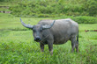 Buffalo, Sumatra, Indonesia