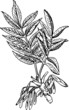 Branch of Fraxinus (Ash tree)