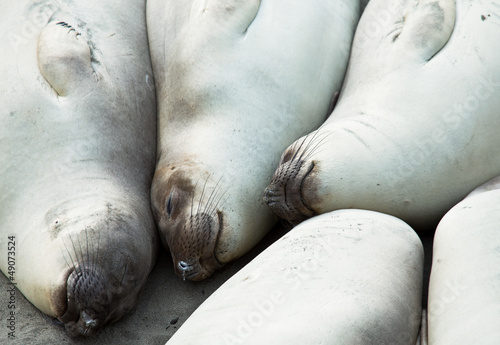 Photo: Sea elephant Sea elephant
