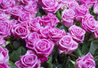 Beautiful Bouquet Of Pink Roses.