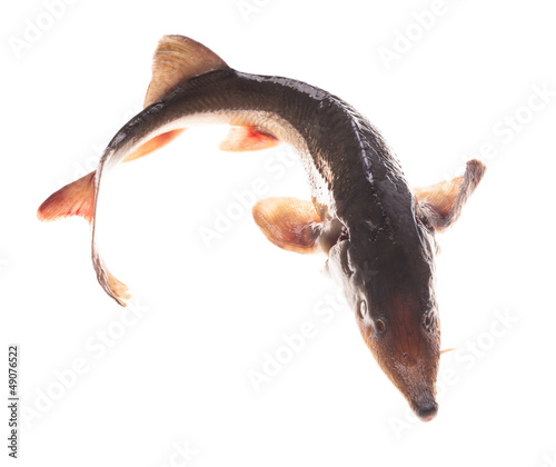 Photo: Sturgeon isolated Sturgeon isolated