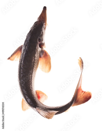 Photo: Sturgeon isolated Sturgeon isolated