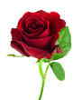 Rote Rose