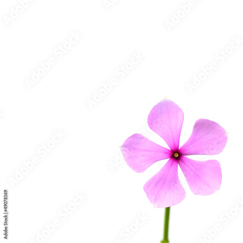 Photo: pink watercress flower with soft focus pink watercress flower with soft focus