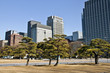 japanese pines and skyline
