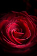 Foto: Heart of the Rose Heart of the Rose