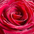 Foto: Bright Pink Rose Background Bright Pink Rose Background
