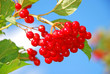branch of ripe viburnum on sky background close-up