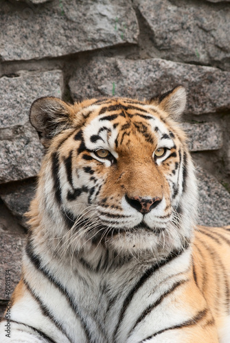Photo: Portrait of a tiger (Panthera Tigris) Portrait of a tiger (Panthera Tigris)