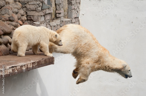 Photo: Polar bear (Ursus Maritimus) jumps off the ledge Polar bear (Ursus Maritimus) jumps off the ledge