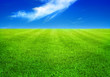 green grass and blue sky