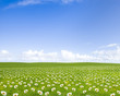 Foto: Frühlingswiese Frühlingswiese