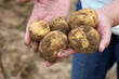 Kartoffeln in den Händen