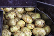 Kartoffeln in einer Waschanlage