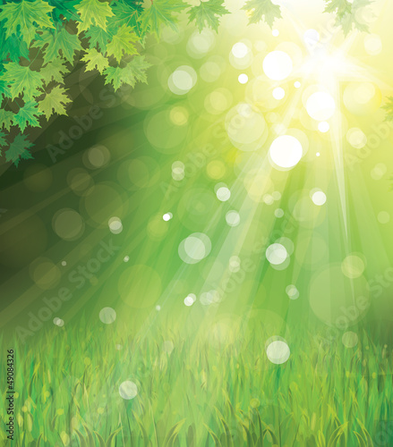 Vector: Vector of green leaves on sunny background. Vector of green leaves on sunny background.