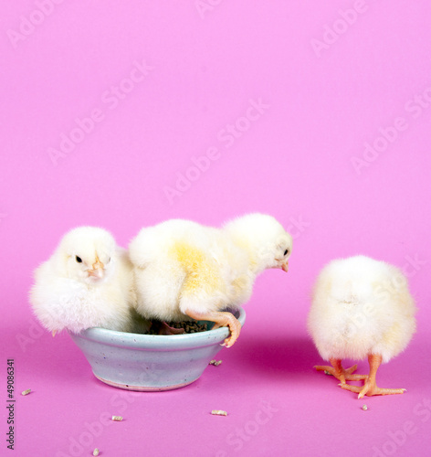 Photo: Drei Küken auf einem Futternapf Drei Küken auf einem Futternapf